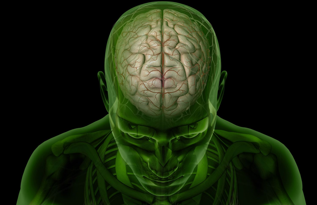 Human Brain : MRI Scan vs CT scan for Brain