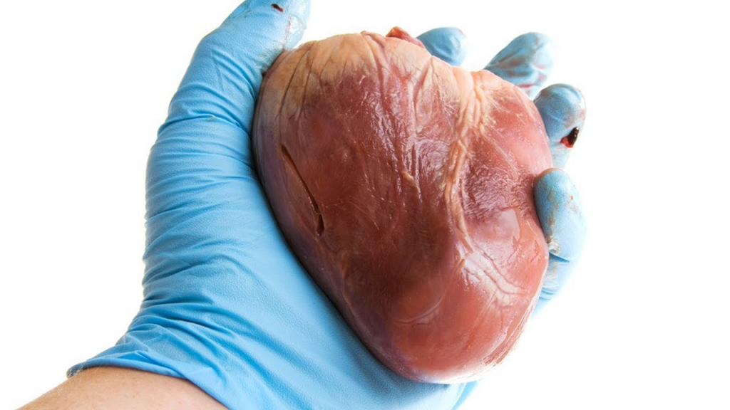 Body Facts #12 - A human heart can also beat externally.