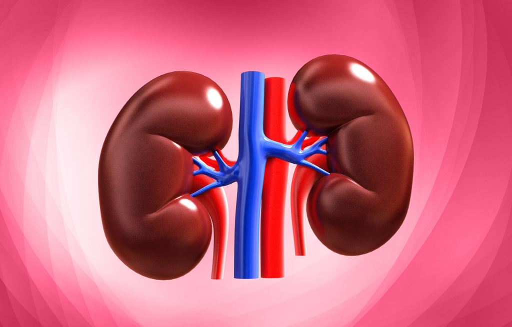 Body Facts #28 - The position of our right kidney is slightly lower than that of our left.