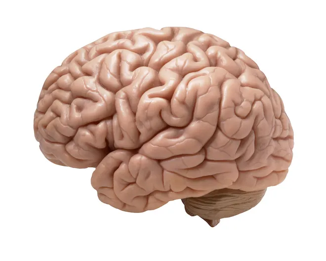 A human brain