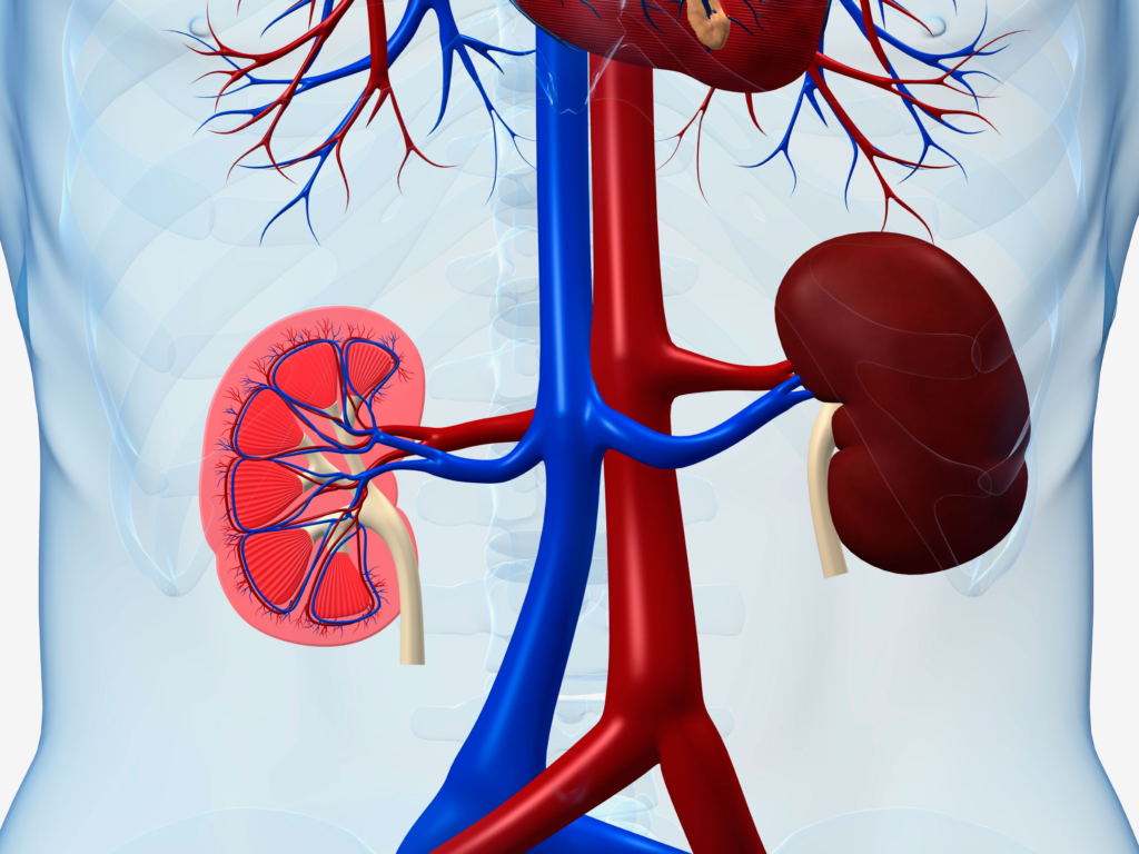 Importance of Kidney Function Tests